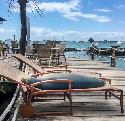 Lounging with Sea Lions at the Red Mangrove Hotel Galapagos – Our Review