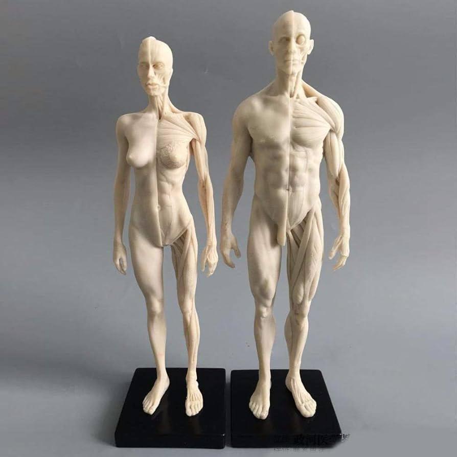 From runway to render tracing how human models virtual avatars and AI driven influencers earn trust and reach